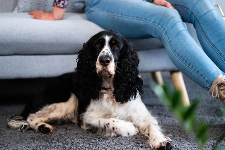 Schwarz-weißer Hund schaut in die Kamera, während er vor einem Sofa auf dem Teppich liegt. Im Hintergrund sieht man die Beine der Hundehalterin. 