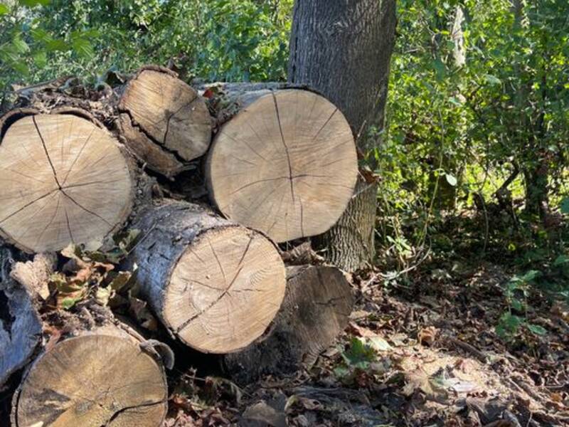 Stapel Holzstämme im Wald von Elchesheim-Illingen